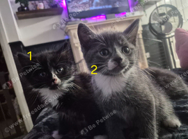 5 lovely kittens
