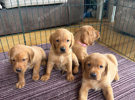 Fox red Labrador puppies for sale