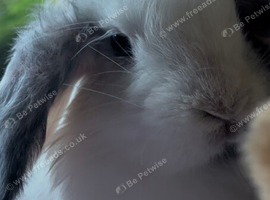 MINI LION LOP X LION LOP RABBIT + CAGE FOR SALE