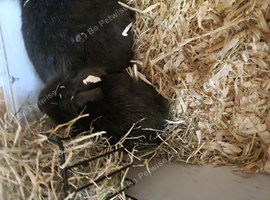 6 baby lionhead head harlequin rabbits 9 weeks old mixed litter