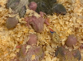 PEACH FACED Lovebird CHICK for reserving