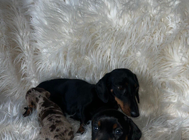 Miniature Dashound short haired female