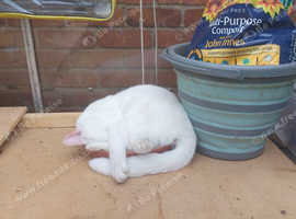 Pet sitting service & or plant watering service