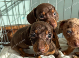 miniature dachshund puppies!! READY TO LEAVE