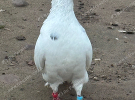 Pigeon for sale