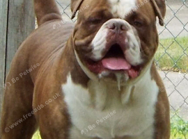 JOHNSON AMERICAN BULLDOG