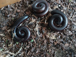3 giant african millipede