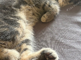 8 weeks kittens