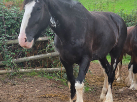QUALITY 6yr old  registered Shire mare