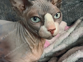 Beautiful Spyhnx girl