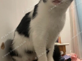 Cat for rehoming