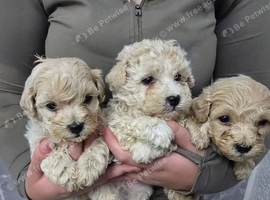 Poochon puppies