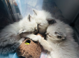 Purebred Ragdoll Kittens, Blue Point and Blue Mitted