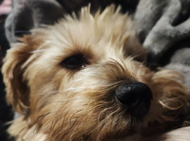 WANTED! Stud for my Yorkie lady