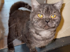 British shorthair