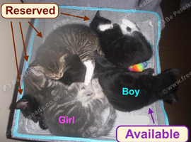 Charming kittens for sale.