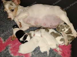 Jack Russell puppies