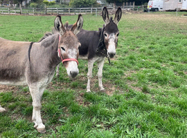 Pair of jenny&rsquo;s
