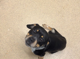 Rottweiler x collie