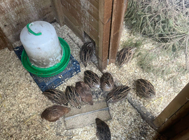 Cortunix quail eggs and chiks
