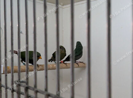 Parrot Finches