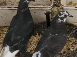 Beautiful pigeons