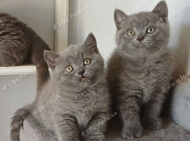 British Blue Shorthair Kittens