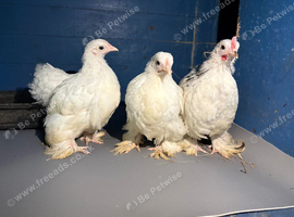 Pekin bantam trio