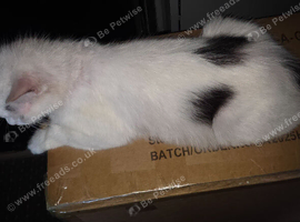 Female cat