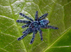 Tarantulas for sale