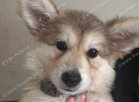 German shepherd