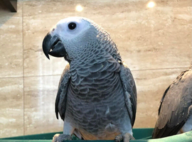 Baby African grey Glasgow