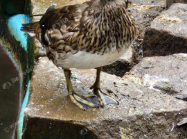 Mandarin Ducks 2026