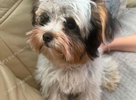 Biewer terrier girl