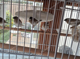 X4 lovely bengalese finch