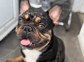Beautiful Merle to be stud