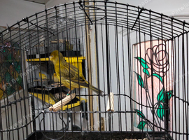 Self green yellow fife canary male