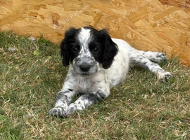 Cocker spaniel