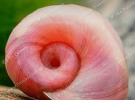 Ramshorn snails