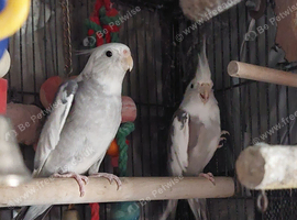 2 cockatiels aviary birds snowy is a male around 4 year old who talks says show me your boobies and other words not surr about the sex of other one bu