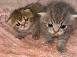 British Shorthair x Persian Kittens