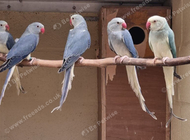 MUTATION RINGNECKS