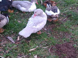 5 x female muscovy ducks various colours 2026 hatch