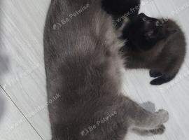 Male and female kitten's