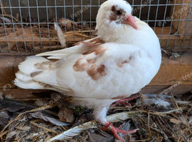 Modena pigeon