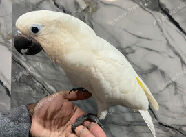 Friendly HandReared Super Tame Cuddly Umbrella Cockatoo Parrot,30