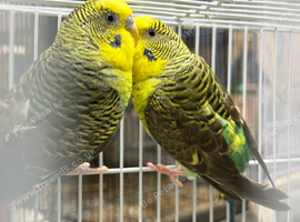 Breeding pair of black wing available