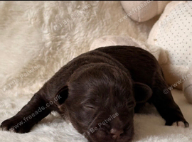 Chocolate Wheaten Parti Mini Schnauzers