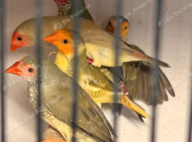 5 star finch's avairy kept