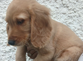 Golden Retreiver X Show cocker spaniel  puppies